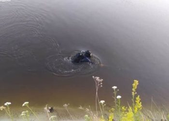 Дворічного хлопчика, який зник на Черкащині, знайшли мертвим у річці — Новости Черкасс