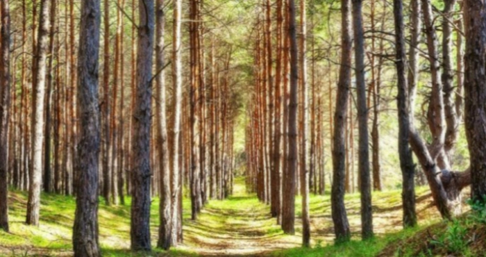 Ліс / Ілюстративне зображення