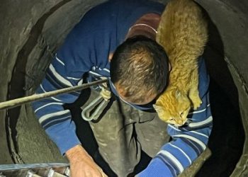 Мешканець Львівщини поліз у 10-метрову криницю рятувати кота і застряг сам — Львівщіна