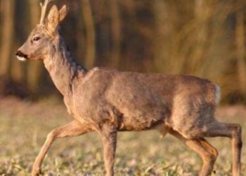 На Львівщині оштрафували водія мікроавтобуса, який збив козулю — Львівщіна