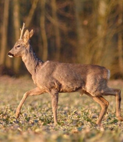 На Львівщині оштрафували водія мікроавтобуса, який збив козулю