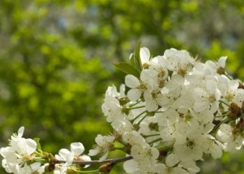 На вихідних на Львівщині прогнозують потепління до 19 градусів — Львівщіна