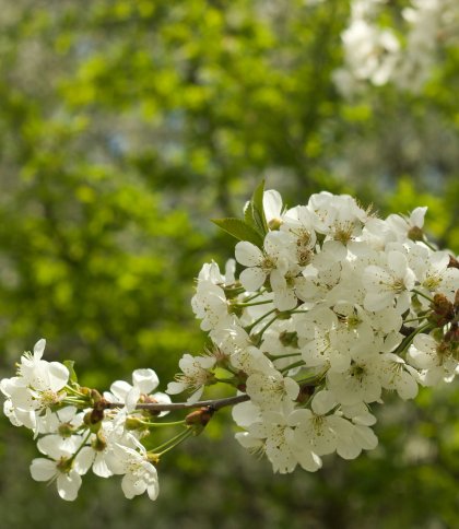 На вихідних на Львівщині прогнозують потепління до 19 градусів