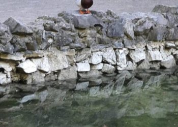 Озера Погулянки наповнені водою: радіють качки, чекають на гостей — LVIV.MEDIA