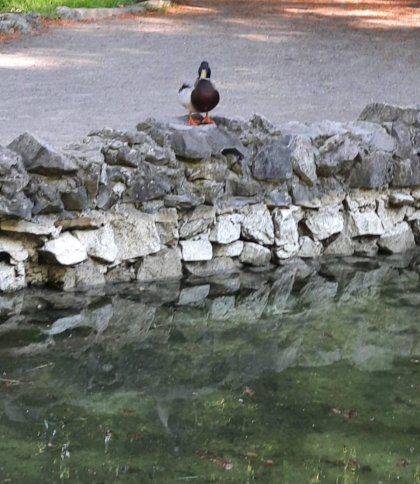 Озера Погулянки знову наповнили водою: туди повертаються дикі качки