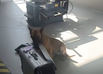 Пес львівських прикордонників знайшов наркотики у валізі киянки — Львівщіна