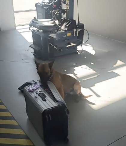 Службовий пес львівських прикордонників знайшов наркотики у валізі киянки