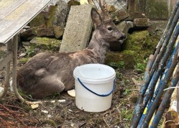 Поліцейська врятувала травмовану козулю неподалік Львова — LVIV.MEDIA