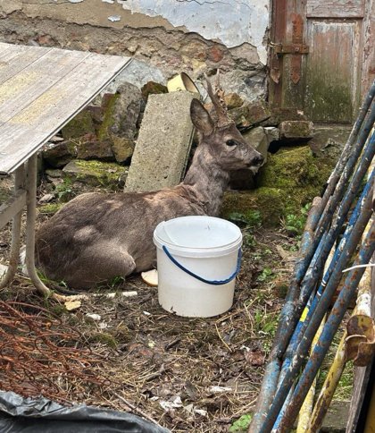 Поліцейська врятувала травмовану козулю неподалік Львова