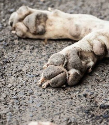 Поліція розшукує водія Seat через збитого на смерть собаку у Львові