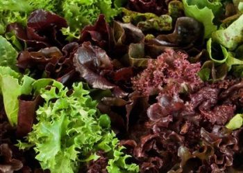 Понад 10 тонн салату знищать через небезпечного шкідника — Львівщіна