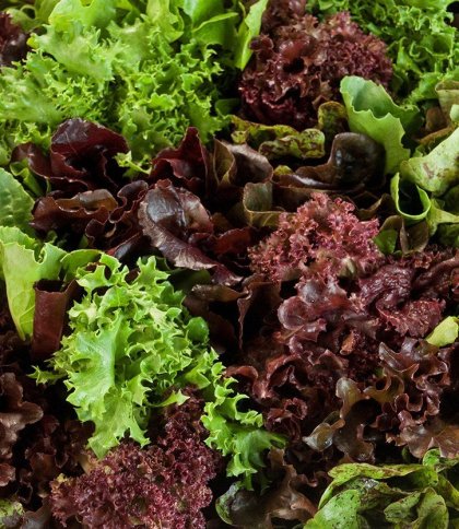 У Львові знищать понад 10 тонн салату через виявленого карантинного шкідника