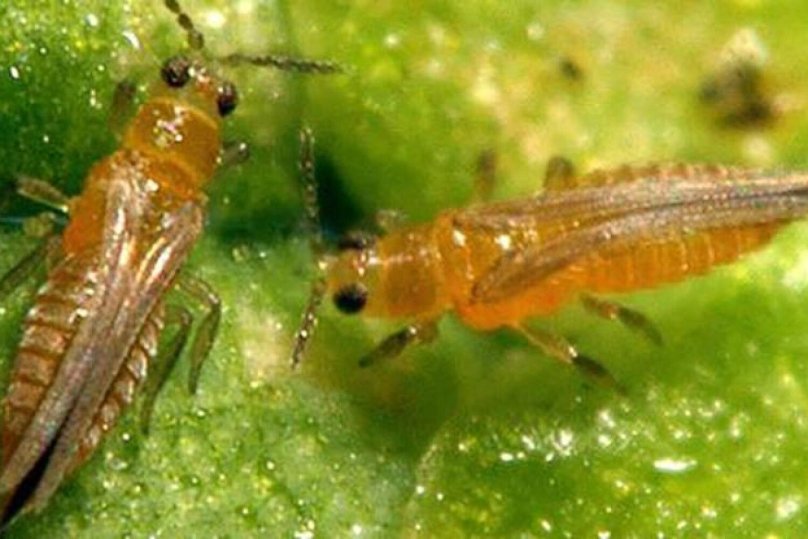 Західний квітковий трипс