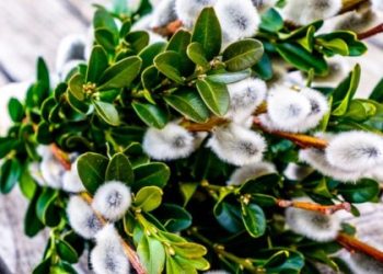 Вербна неділя 2025 у Львові: розклад богослужінь і поради для вірян — LVIV.MEDIA