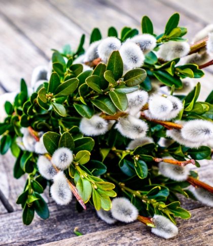 вербна неділя 2025