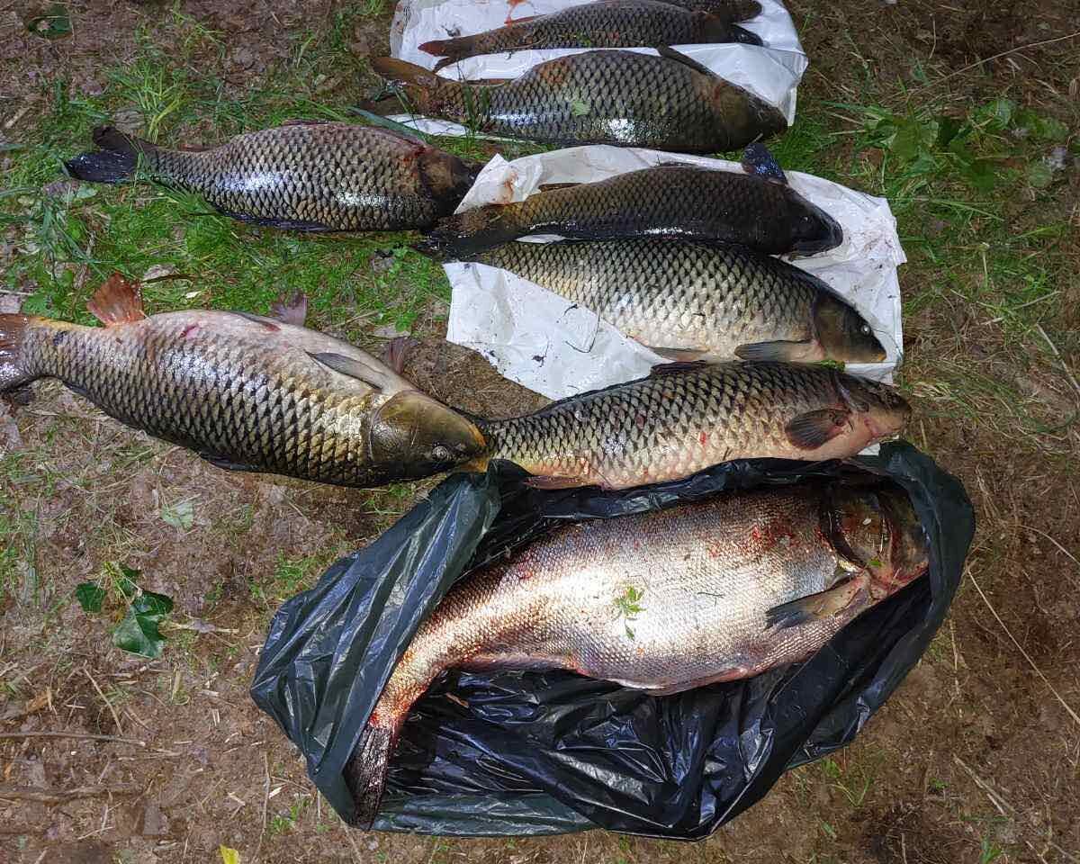 виловлена риба