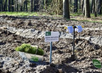 На Черкащині завершилась весняна лісокультурна кампанія — Новости Черкасс