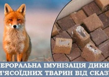 На території Канівщини проводитимуть імунізацію диких тварин — Новости Черкасс