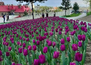 Скільки коштують газони і квіти для Львова: підрахунок витрат