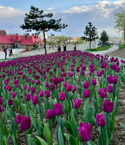 Скільки коштують газони і квіти у Львові: підрахунок витрат 2025 року