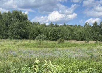 Суд повернув Львову третю ділянку заказника «Торфовище Білогорща» — LVIV.MEDIA