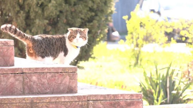 Кіт Мурчик. Суспільне Черкаси