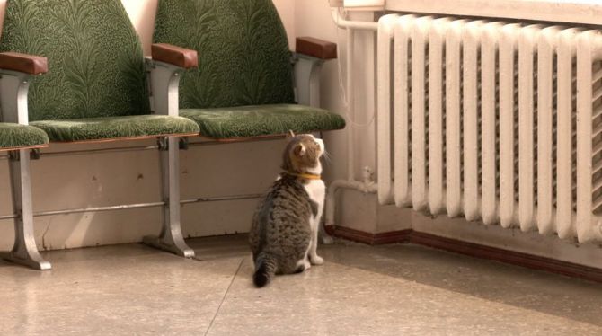 Кіт Мурчик. Суспільне Черкаси