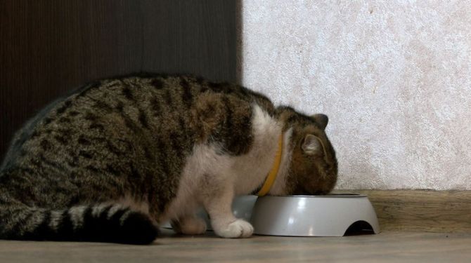 Кіт Мурчик. Суспільне Черкаси