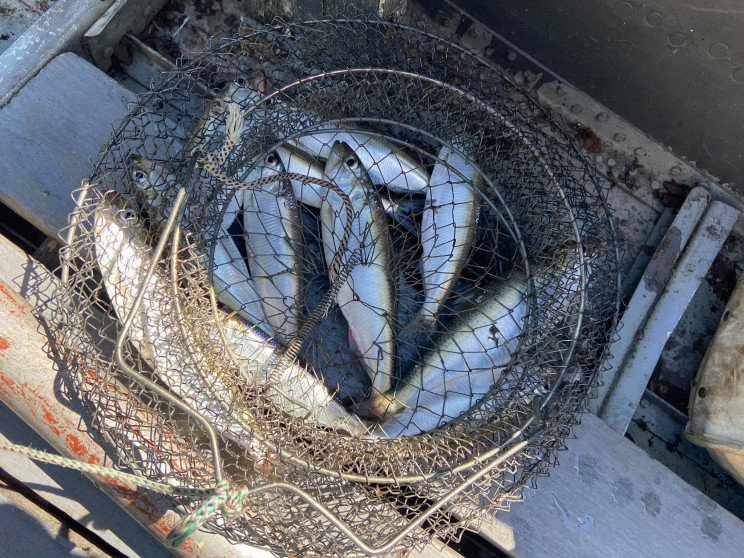 Улов пузанка у сітці