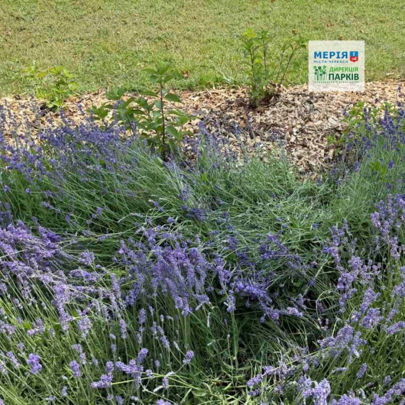 508326891_704611942334139_7767002625328879636_n