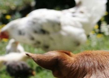 У Кам’янці-Бузькій жінці конфіскують собаку, який полював на чужих курей — Львівщіна