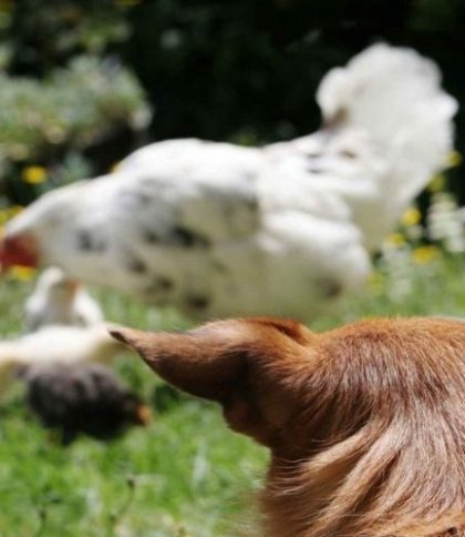 У Кам'янці-Бузькій жінці конфіскують собаку, який полював на чужих курей