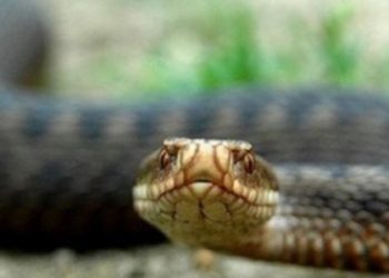 Через укус змії 52-річна жінка на Самбірщині потрапила до реанімації — Львівщіна