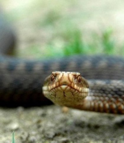 Через укус змії 52-річна жінка на Самбірщині потрапила до лікарні