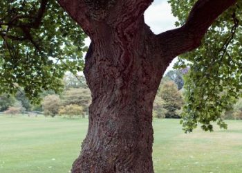 Львівщина: Перший Науковий Центр збереження старовікових дерев — Львівщіна