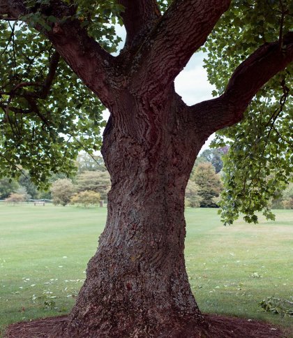На Львівщині створять перший в Україні Науковий Центр зі збереження старовікових дерев