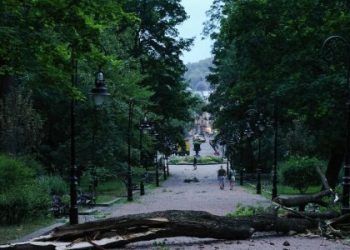 Майже пів сотні дерев повалив сильний буревій у Львові