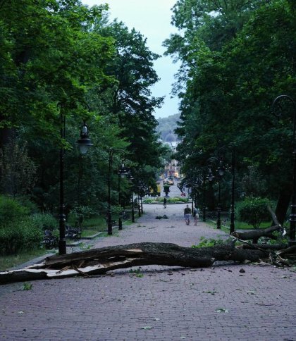 Майже пів сотні дерев повалив сильний буревій у Львові