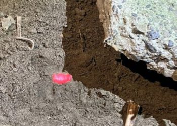 20-річний харків’янин робив “закладки” з наркотиками у Брюховицькому лісі — Львівщіна