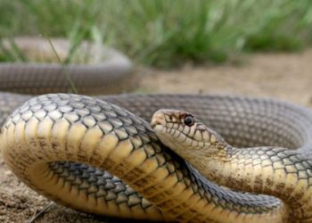 Через укус змії до лікарні потрапила 8-річна дитина на Самбірщині — Львівщіна