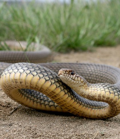 Через укус змії до лікарні потрапила 8-річна дитина на Самбірщині