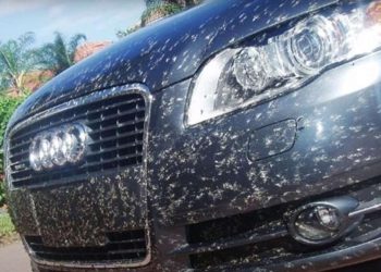 Як захистити авто від комах: поради експертів для дніпрян | АВТО НОВИНИ |
