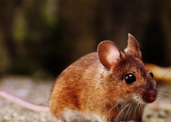 Жінка з лептоспірозом потрапила у важкому стані до інфекційної лікарні Львова — Львівщіна