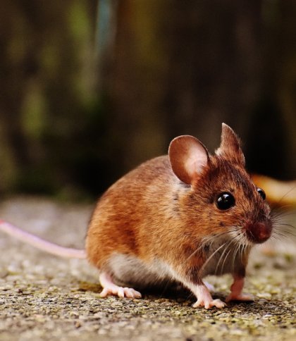 Жінка з лептоспірозом потрапила у важкому стані до інфекційної лікарні Львова