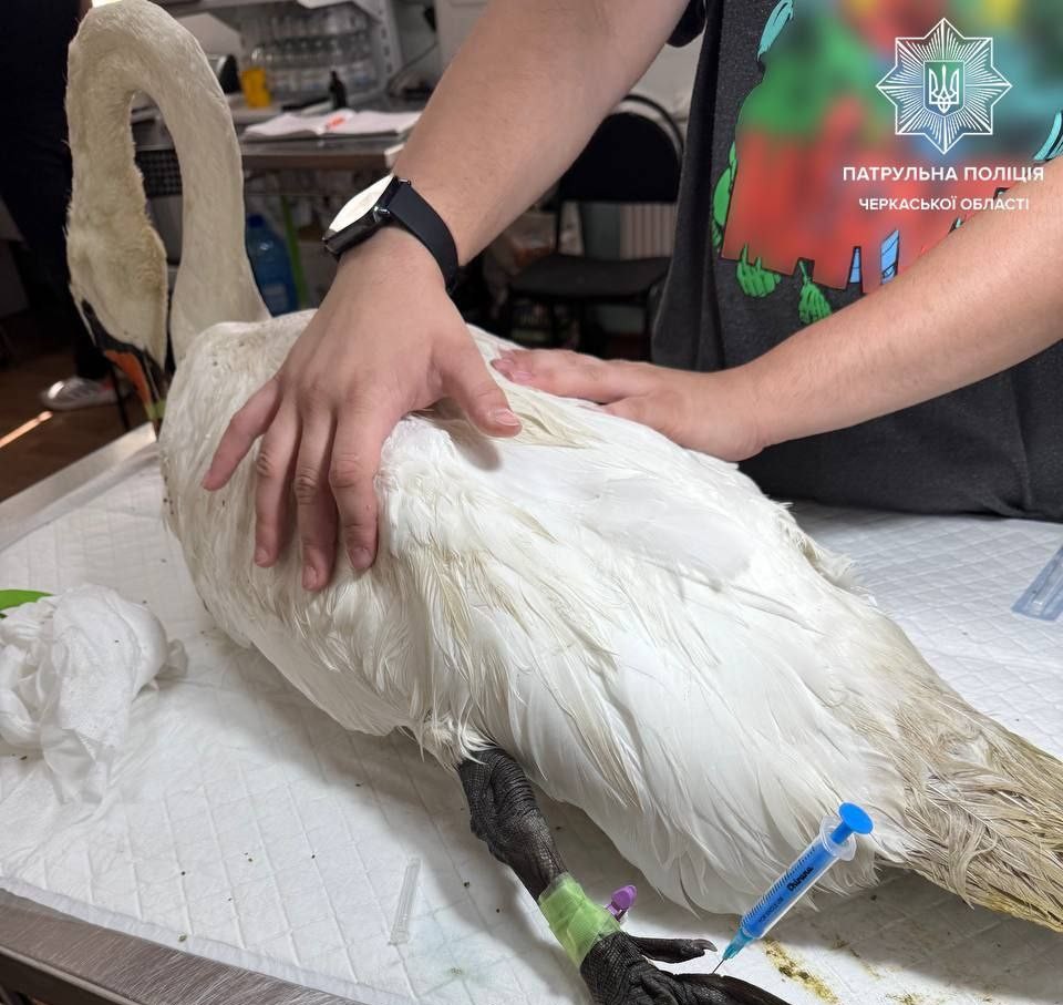 врятований лебідь