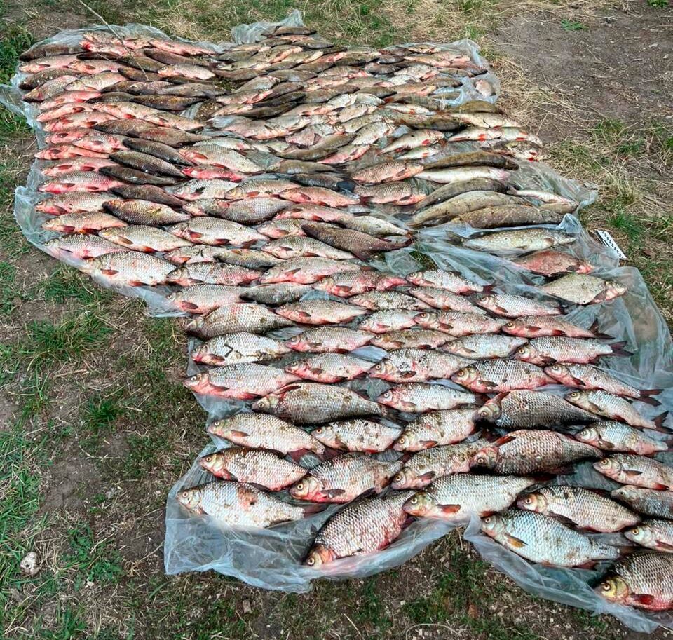 незаконно виловлена риба