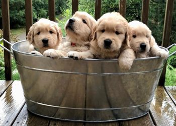 Домівка врятованих тварин запускає щорічний флешмоб «Гарбуз для хвостиків» –