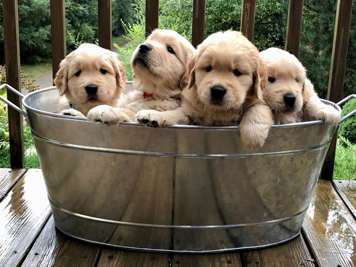 цуценята песик пес собака тварини