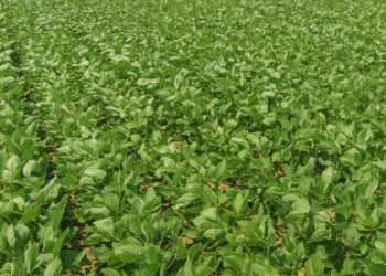 Фермер з Львівщини засіяв соєю 56 гектарів землі без дозволу — Львівщіна