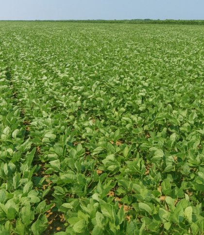 Фермер з Львівщини без дозволу засіяв соєю 56 гектарів землі